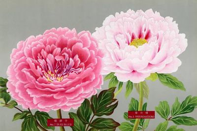 Pink peonies, vintage flower print. poster print