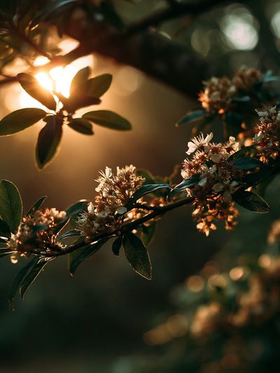 Golden Blossom Branch Photography Poster. poster