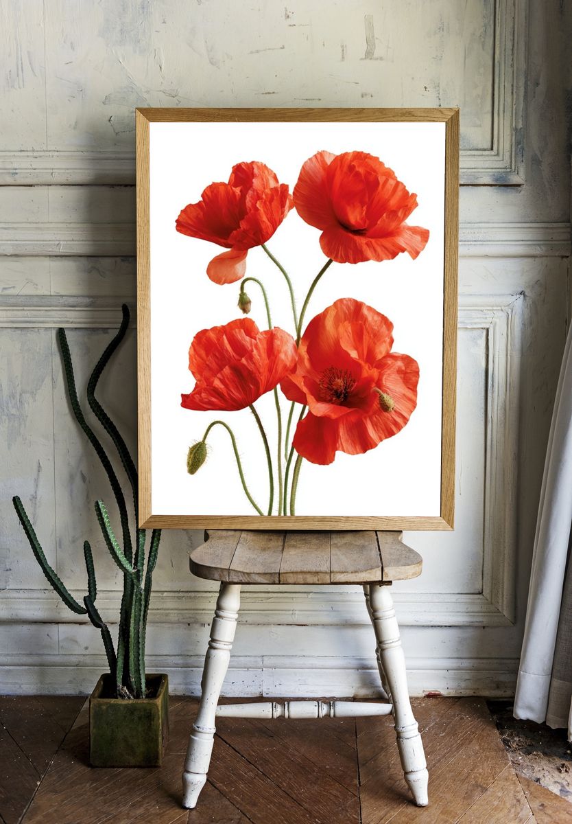 Red Poppy Botanical Poster. — room view 1