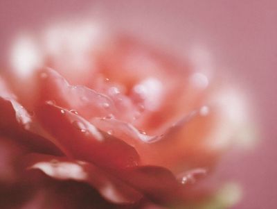 Soft Pink Flower Macro Print. poster