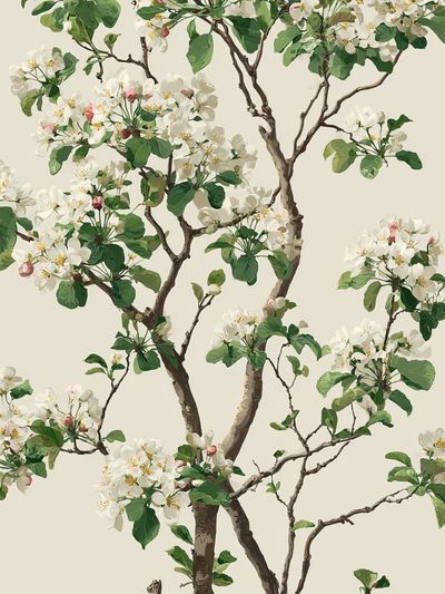 Apple Blossom Tree Botanical Print. poster print