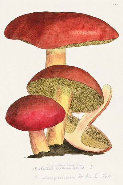 This is plate James Sowerby's. poster print