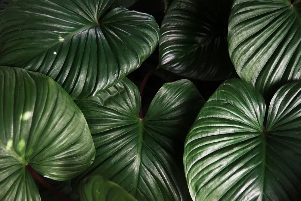 Green leaves textured background. poster detail