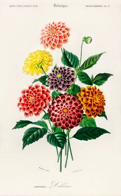 Dahlia illustrated Charles Dessalines D'.
