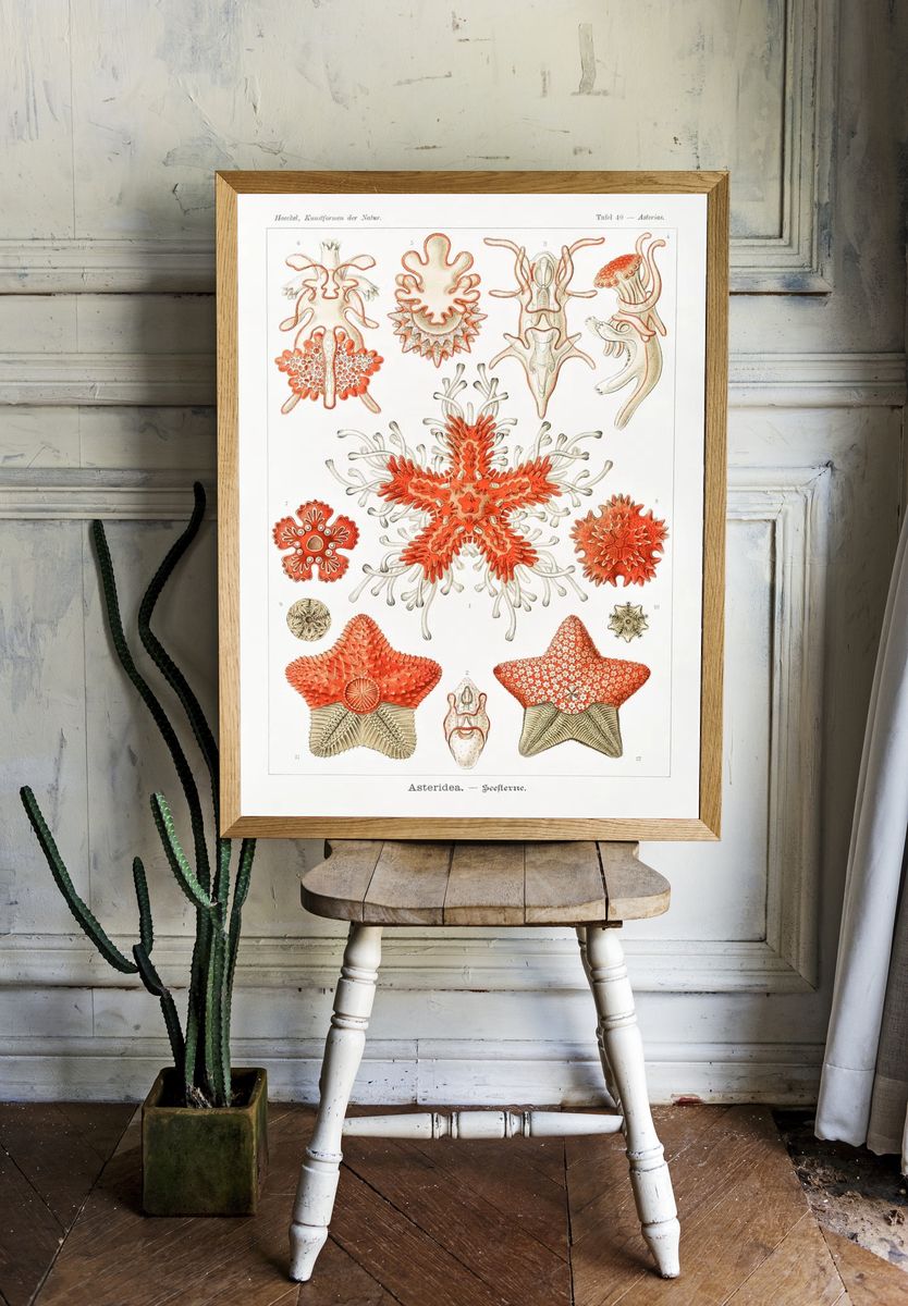 Asteridea–Seesterne Kunstformen der Natur (1904). — room view 1