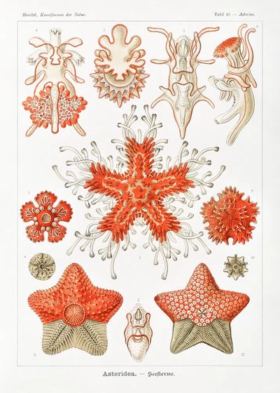 Asteridea–Seesterne Kunstformen der Natur (1904). poster print