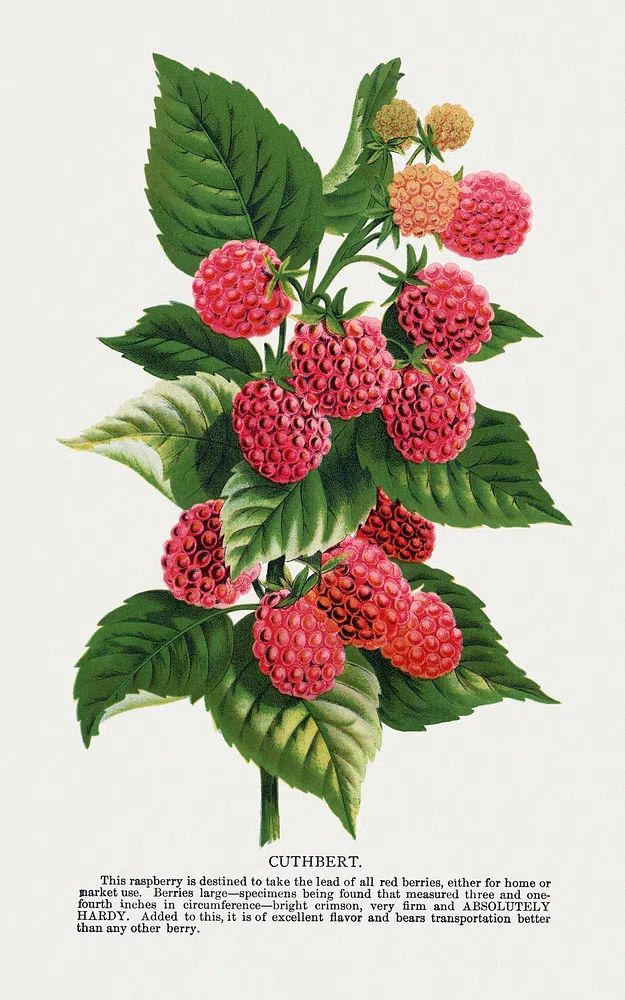 Cuthbert raspberry lithograph. poster detail