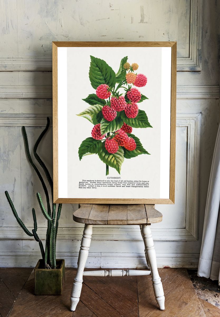 Cuthbert raspberry lithograph. — room view 1