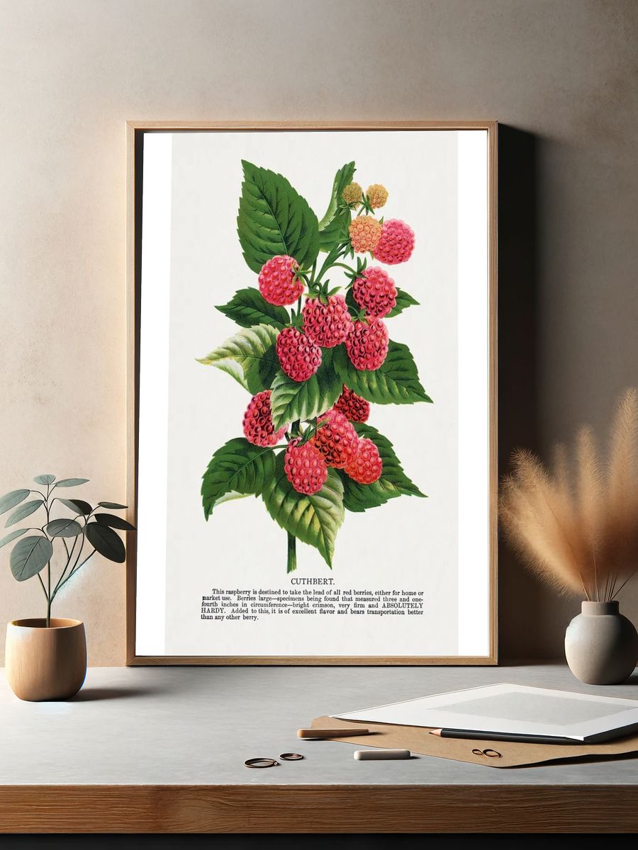 Cuthbert raspberry lithograph. — room view 2