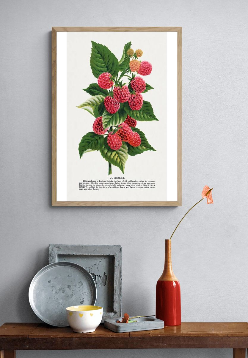 Cuthbert raspberry lithograph. — room view 3