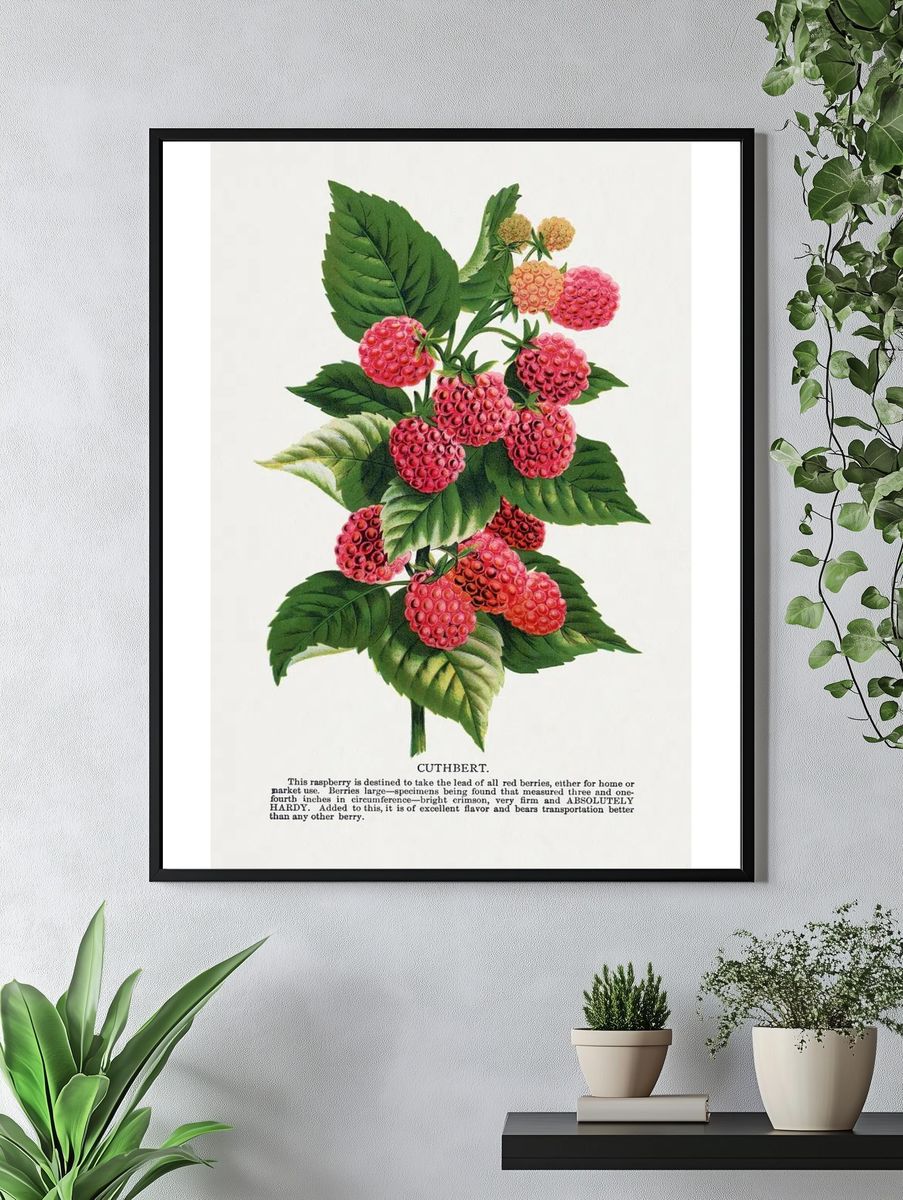 Cuthbert raspberry lithograph. — room view 4