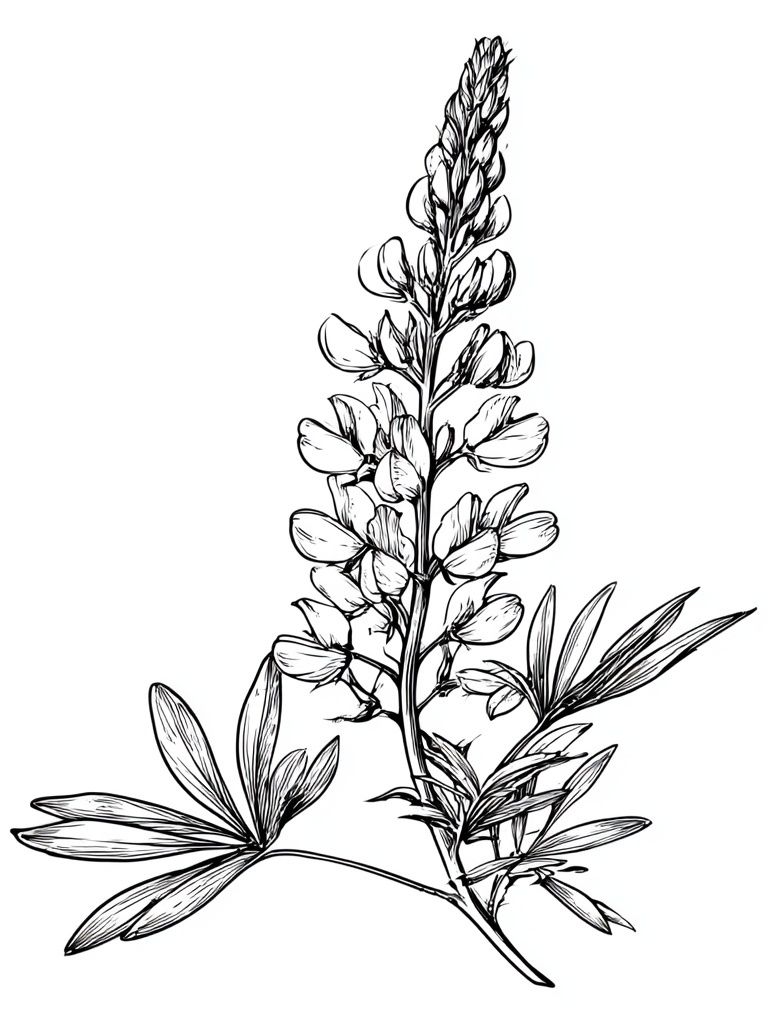 Botanical Lupine Line Art Poster. poster detail