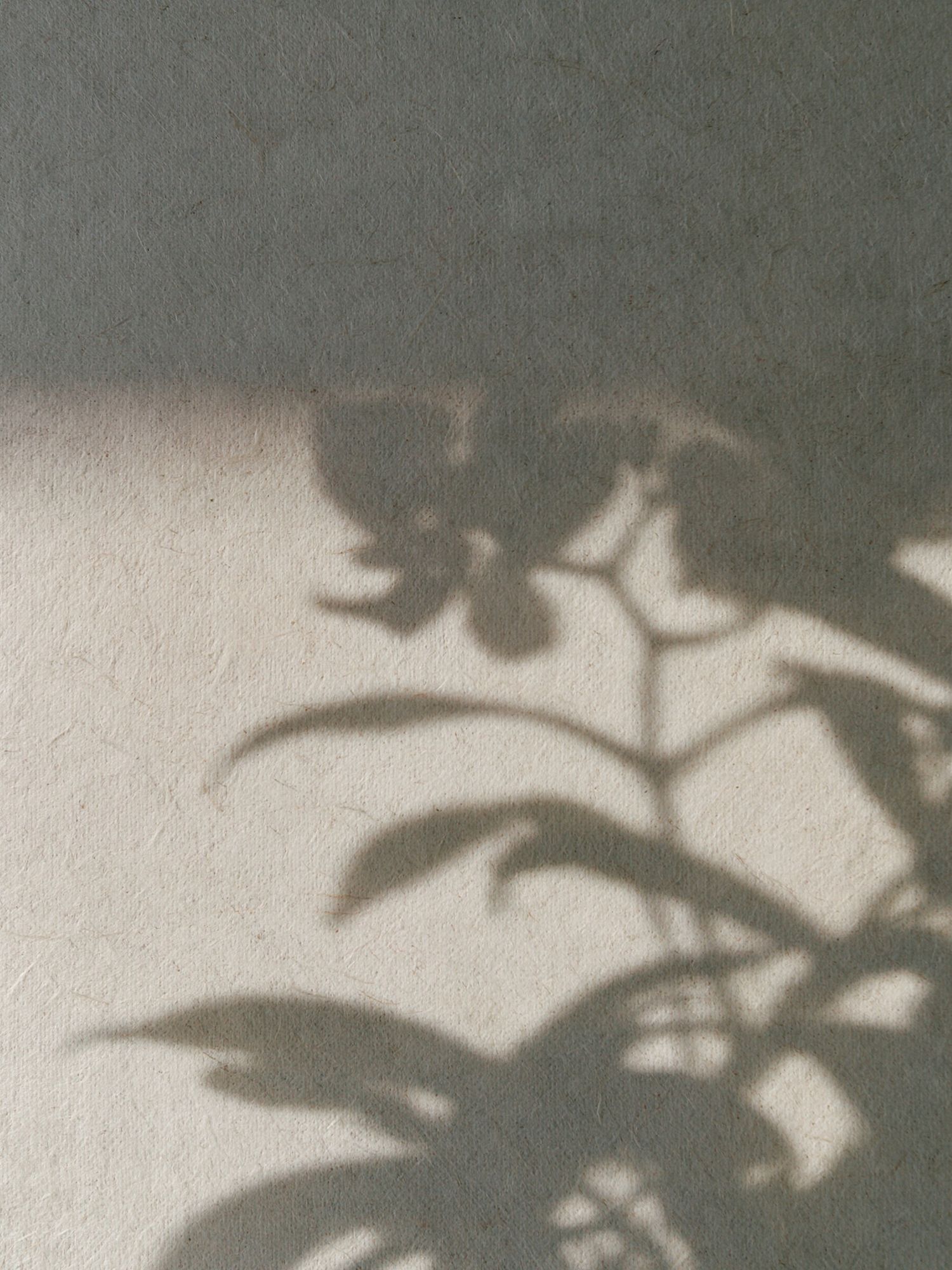Botanical Shadow Play Print. poster detail
