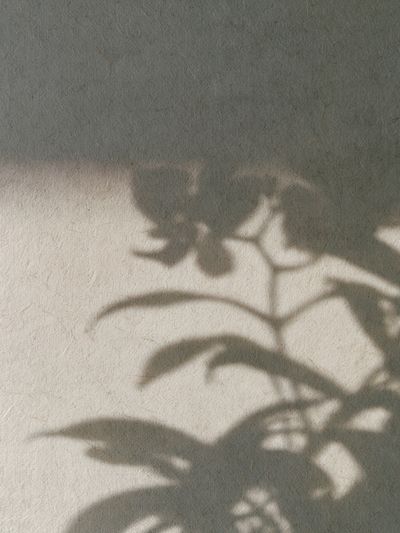 Botanical Shadow Play Print. poster