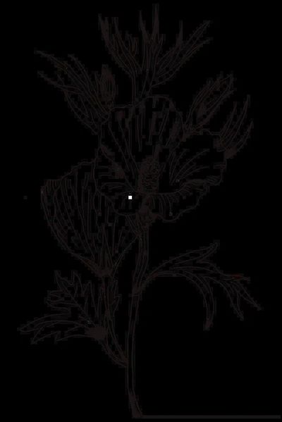 Hand drawn Lilac hibiscus flower. poster