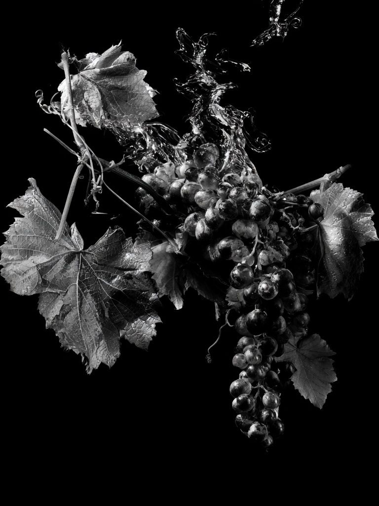 Black Grapes Still Life Poster. poster — botanical art