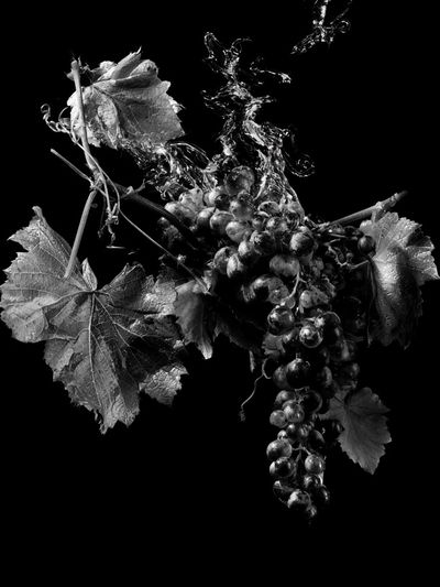 Black Grapes Still Life Poster.