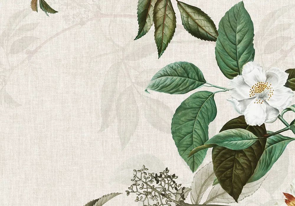 Weaved background musk rose illustration. poster — botanical art
