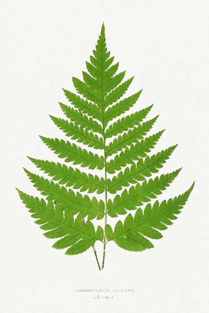 Acrostichum Alienum Ferns: British Exotic. poster — botanical art