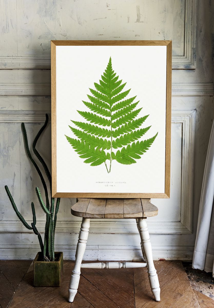Acrostichum Alienum Ferns: British Exotic room preview