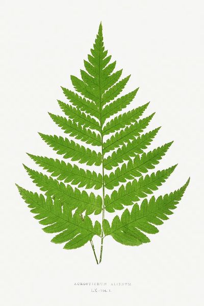 Acrostichum Alienum Ferns: British Exotic. poster print