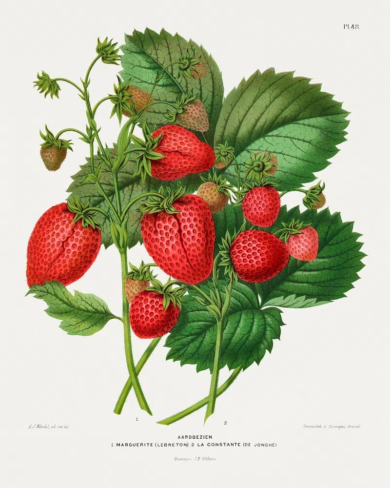 Aardbezien (strawberry) chromolithograph plates Abraham. poster — botanical art