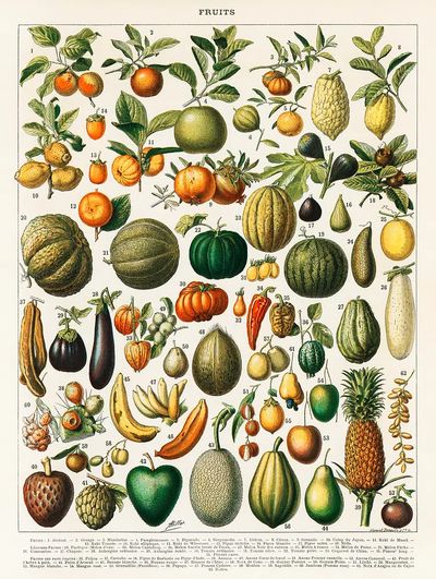 vintage illustration wide variety fruits. poster print