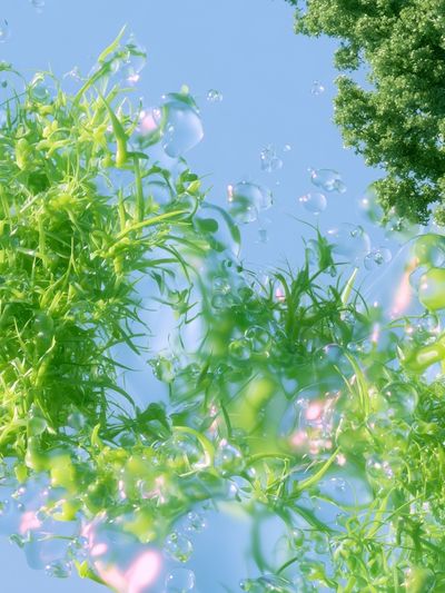 Floating Green Foliage Illustration Poster. poster