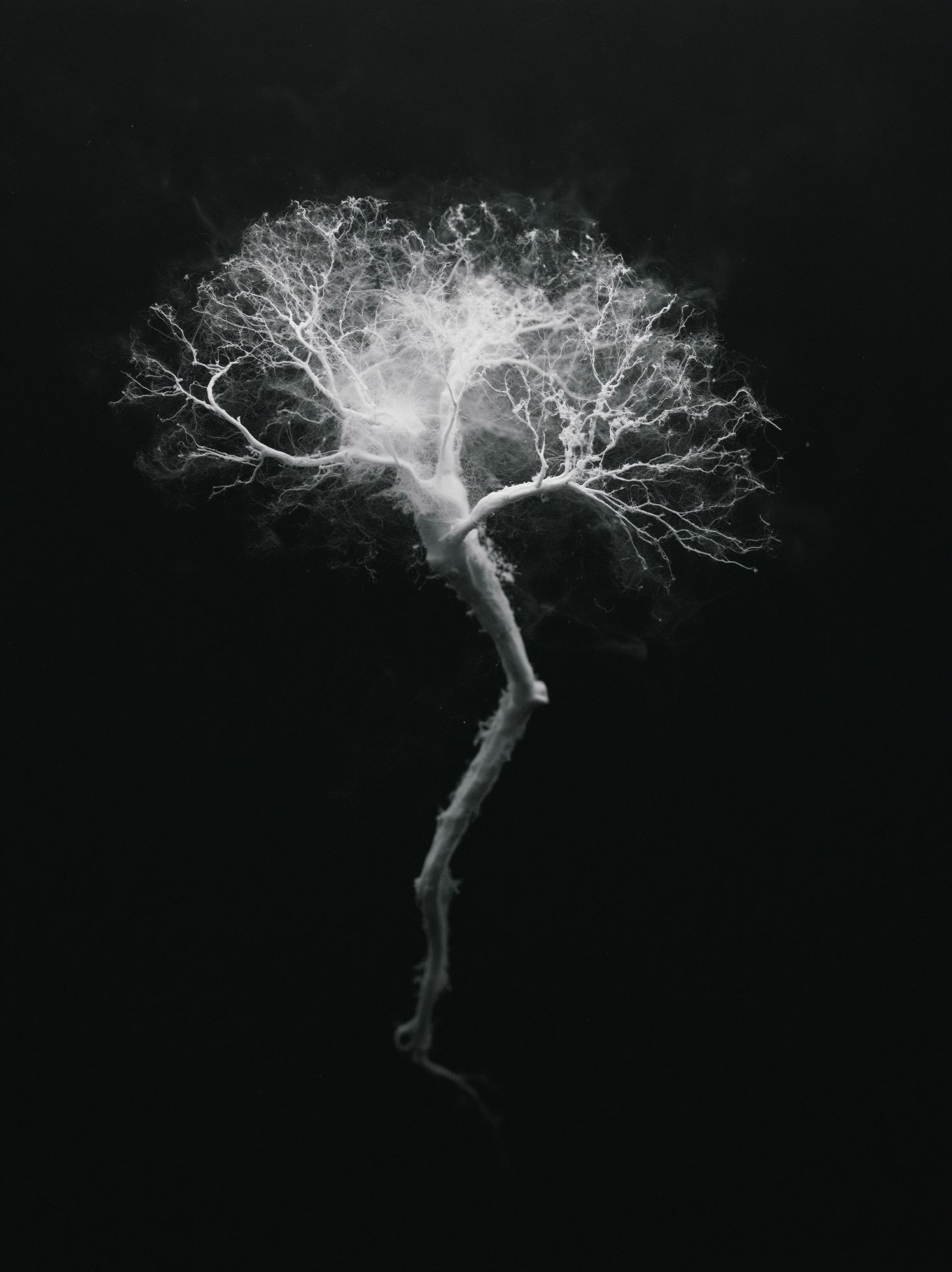 Ghost Tree Black-White Print. poster — botanical art