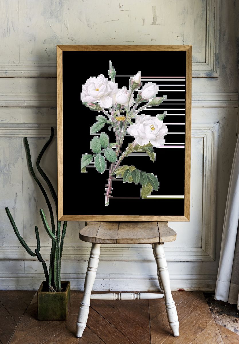 Matilija Poppy (Romneya coulteri) (1931) room preview