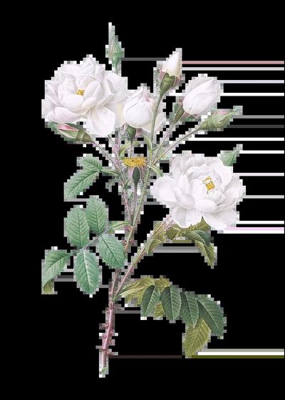 Matilija Poppy (Romneya coulteri) (1931). poster print