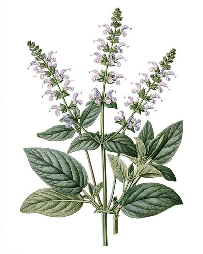 Botanical Sage Blossom Print. poster
