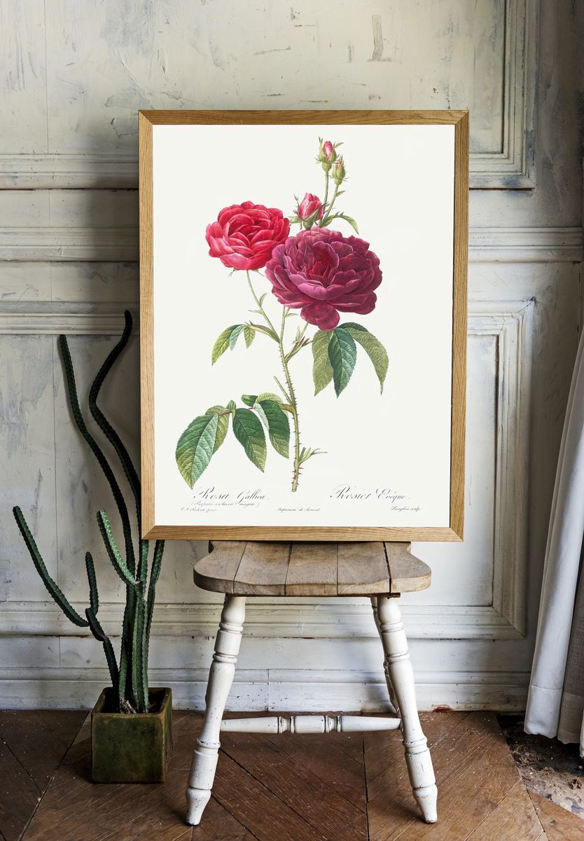 Purple French Rose, Rosa gallica. — room view 1