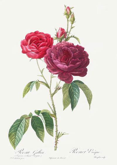 Purple French Rose, Rosa gallica. poster print