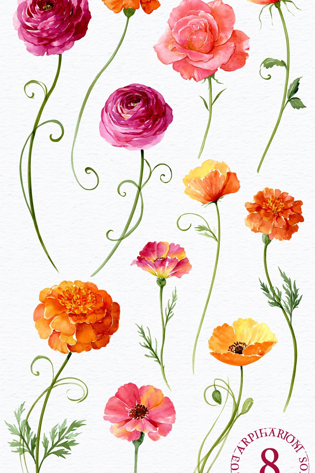 Watercolor Wildflower Botanical Poster. poster detail