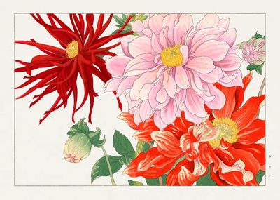 Dahlia flower woodblock painting. Digitally.