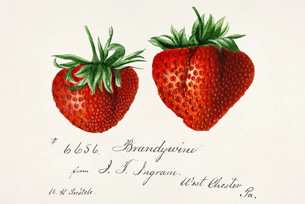 Strawberries (Fragaria) Deborah Griscom Passmore. poster — botanical art