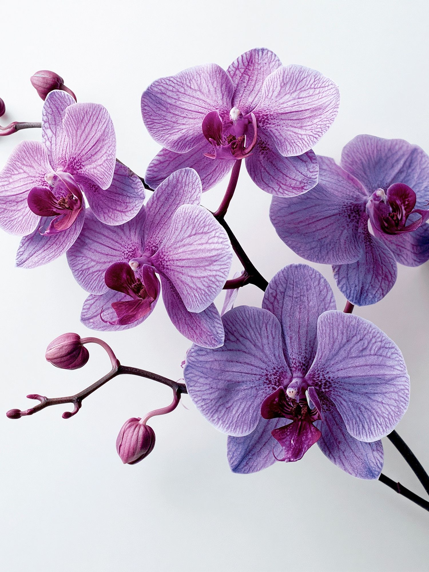 Purple Orchid Bloom Photography Poster. poster — botanical art