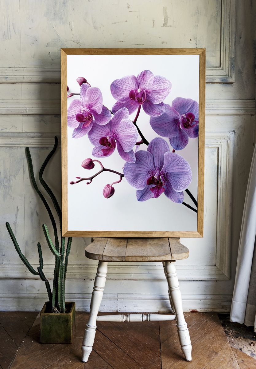 Purple Orchid Bloom Photography Poster. room preview