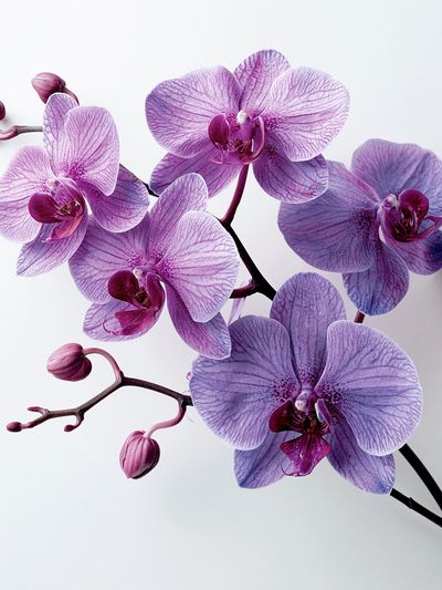Purple Orchid Bloom Photography Poster. poster