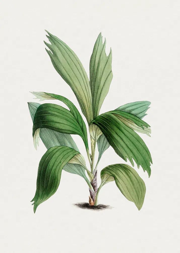 Hand drawn areca palm. Original. poster — botanical art