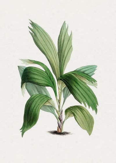 Hand drawn areca palm. Original. poster print