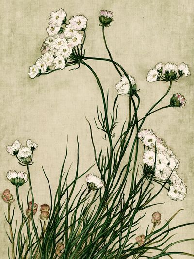 Wildflower Botanical Print.