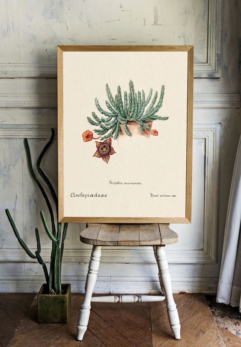 Stapelia marmorata Botanical Vintage Print. — room view 1