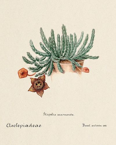 Stapelia marmorata Botanical Vintage Print. poster