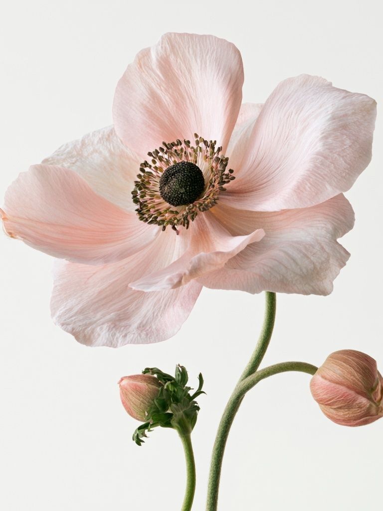 Pink Anemone Botanical Print. poster — botanical art
