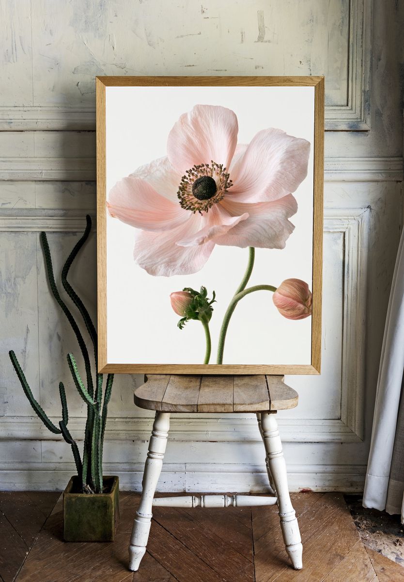 Pink Anemone Botanical Print. — room view 1