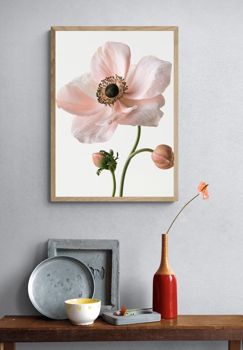Pink Anemone Botanical Print. — room view 3