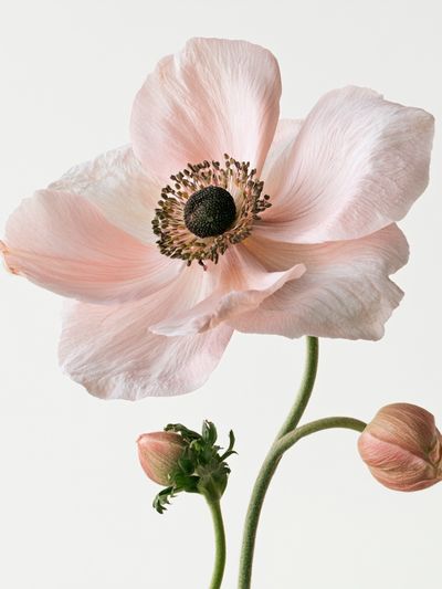 Pink Anemone Botanical Print. poster