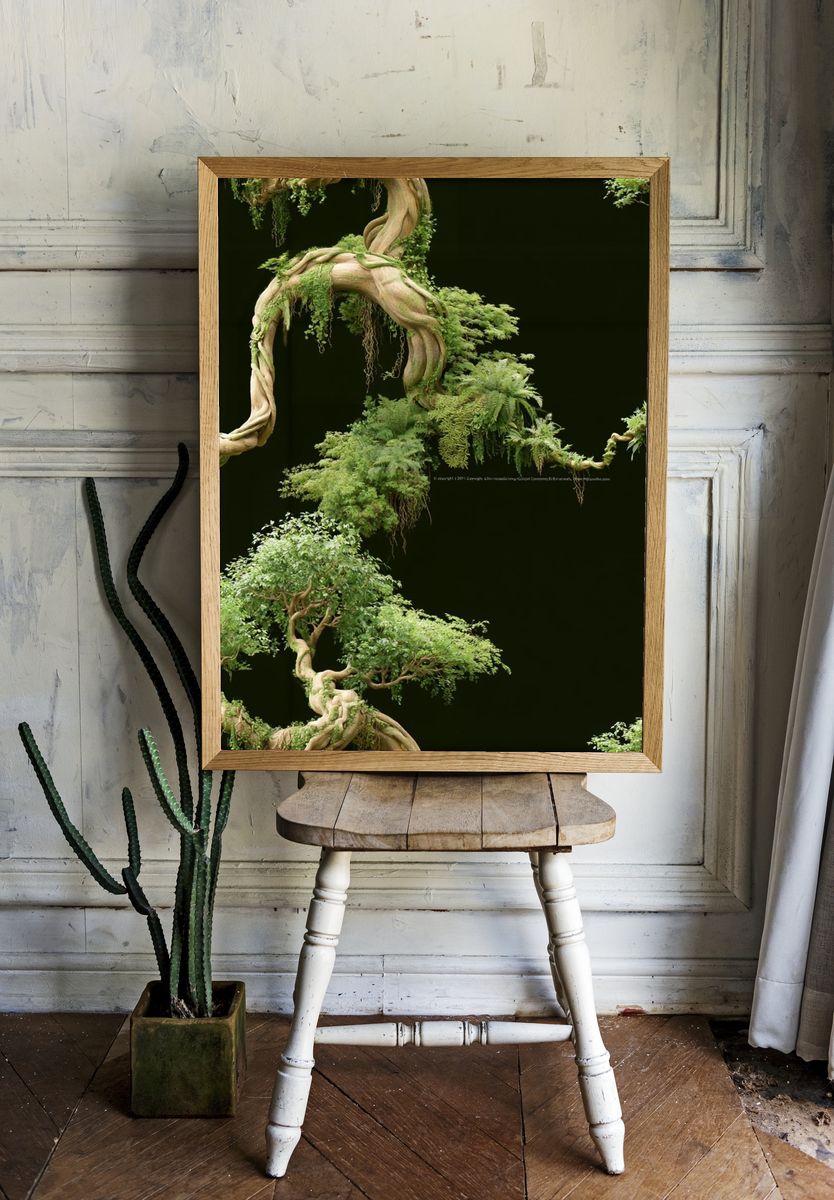 Twisting Bonsai Canopy Botanical Print. — room view 1